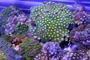 Vibrant Zoanthid Coral Reef Wallpaper