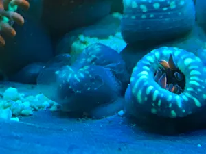 Vibrant Zoanthids Aquarium Scene Wallpaper