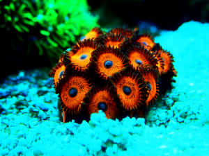 Vibrant Zoanthids Aquatic Life Wallpaper