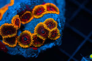 Vibrant Zoanthids Aquatic Life Wallpaper