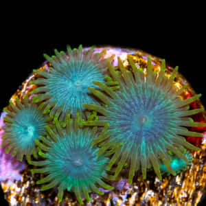 Vibrant Zoanthids Closeup Wallpaper