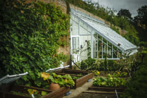 Victorian Garden Greenhouse Wallpaper