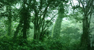 View From Inside The Dark Green Forest. Wallpaper