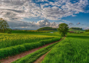 View Over A Serene Green Valley At Sunrise Wallpaper