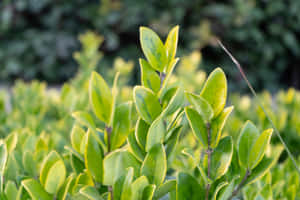 Vigorous Plant Desktop Wallpaper