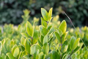 Vigorous Plant Desktop Wallpaper