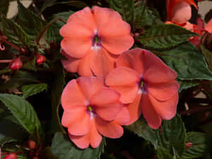 Vigorous Sunpatiens Flower Wallpaper