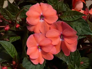Vigorous Sunpatiens Flower Wallpaper