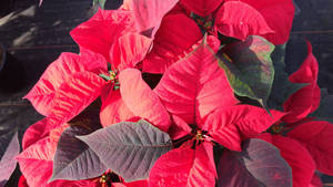 Viking Red Poinsettia Wallpaper