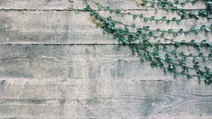 Vined Wall Webex Virtual Background Wallpaper