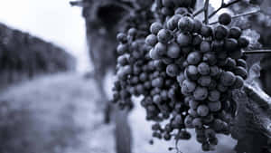 Vineyard Grapes Black White4 K Wallpaper