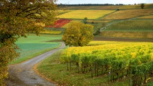 Vineyard In Side Road Wallpaper