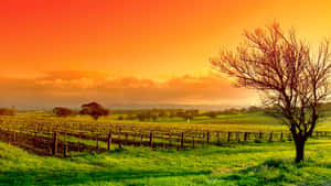 Vineyard With Leafless Tree Wallpaper