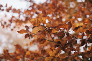 Vintage Autumn Close-up Tree Leaves Wallpaper