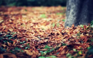 Vintage Autumn Leaves On Ground Wallpaper