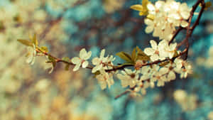 Vintage Blossom Branch Wallpaper