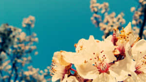 Vintage Blossoms Against Blue Sky Wallpaper