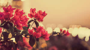 Vintage Bokeh Flower Blossoms Wallpaper