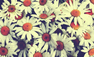 Vintage Daisy Pattern Wallpaper