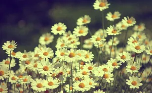 Vintage Desktop Daisy Flower Wallpaper