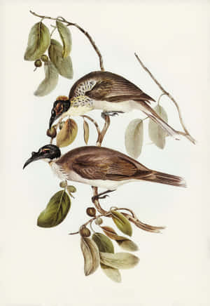 Vintage Illustrated Birdson Branch Wallpaper