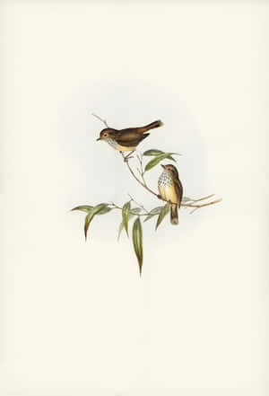 Vintage Illustrated Birdson Branch Wallpaper