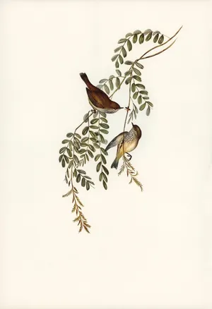 Vintage Illustration Two Birds Perched Branch Wallpaper
