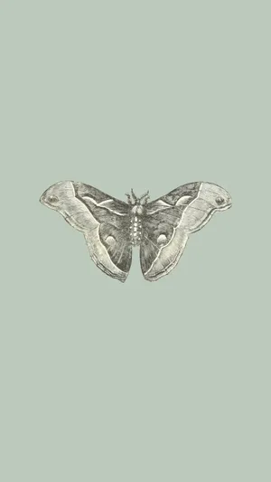 Vintage Moth Illustration Wallpaper