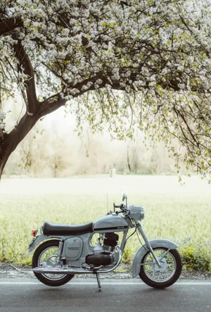 Vintage Motorcycle Under Blossoming Tree Wallpaper
