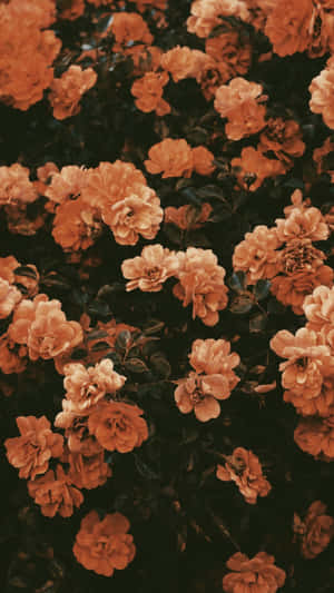 Vintage Orange Roses Background Wallpaper