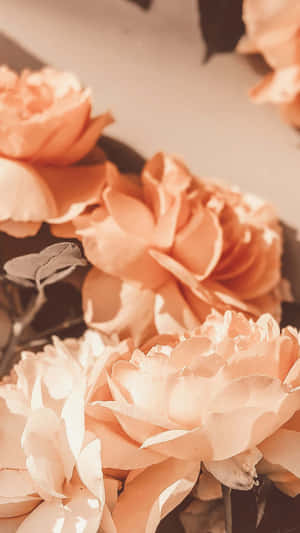 Vintage Peach Roses Aesthetic Wallpaper