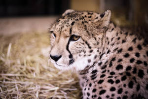 Vintage Photograph Of A Cheetah Wallpaper