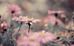 Vintage Pink Flowers Soft Focus Wallpaper