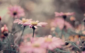 Vintage Pink Flowers Soft Focus Wallpaper