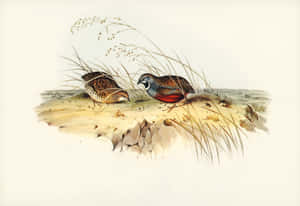 Vintage Quail Illustration Wallpaper