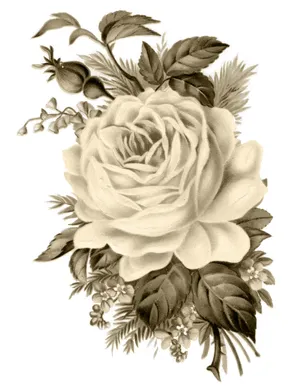 Vintage Rose With Petals And Postcards On A Wooden Background Wallpaper