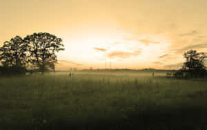 Vintage Sepia Landscape With A Tranquil Tree Wallpaper