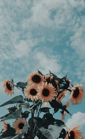 Vintage Sky Sunflowers Wallpaper