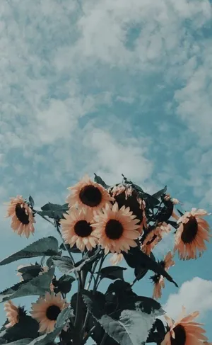 Vintage Sky Sunflowers Wallpaper