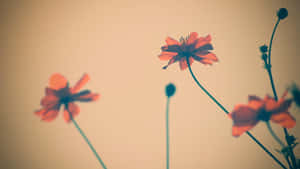 Vintage Style Cosmos Flowers Wallpaper