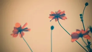 Vintage Style Cosmos Flowers Wallpaper