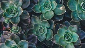 Vintage Succulent Cluster.jpg Wallpaper