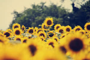 Vintage Sunflower Field Summer Glow Wallpaper