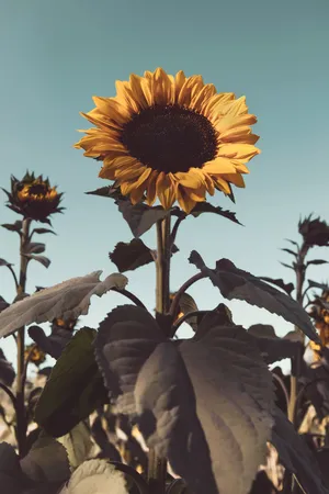 Vintage Sunflower Field Sunset Wallpaper