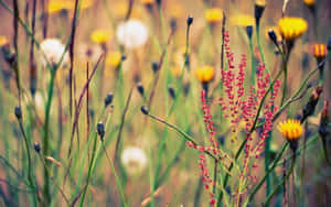 Vintage Wildflower Meadow Wallpaper