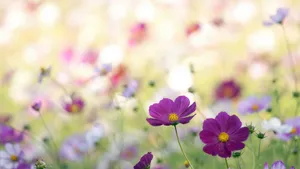 Vintage Wildflower Meadow Serenity Wallpaper