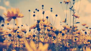 Vintage Yellow Floral Field Pastel Aesthetic.jpg Wallpaper