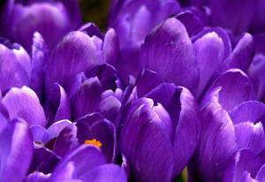 Violet Crocus Flowers Wallpaper