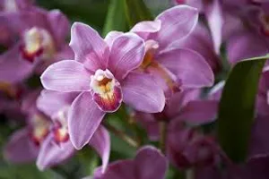 Violet Cymbidium Boat Orchid Wallpaper