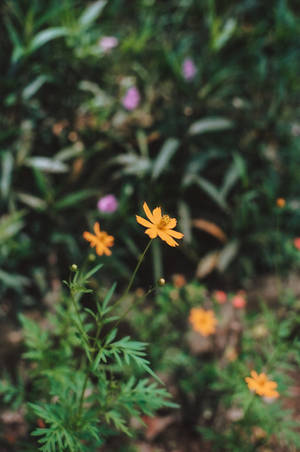 Violet Flowers And Yellow Daisy Iphone Wallpaper